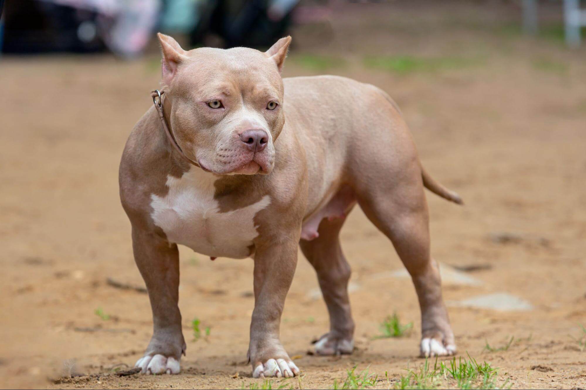 50. ameriacn-bully-guide-1