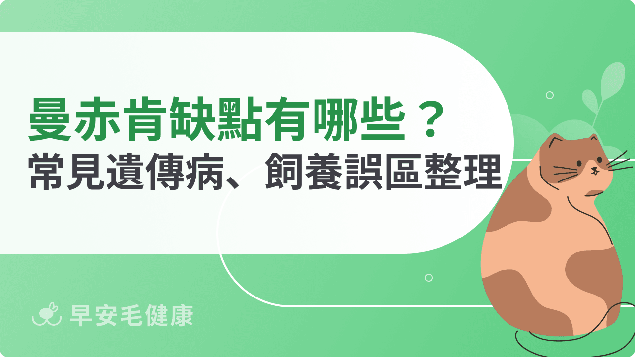 曼赤肯缺點不只腿短！新手飼主常見飼養誤區整理