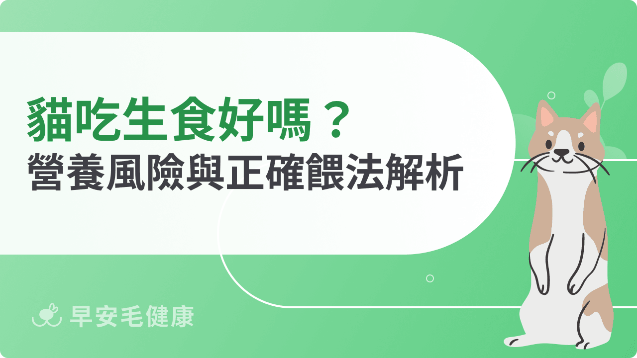 貓吃生食好嗎？營養風險與正確餵法解析