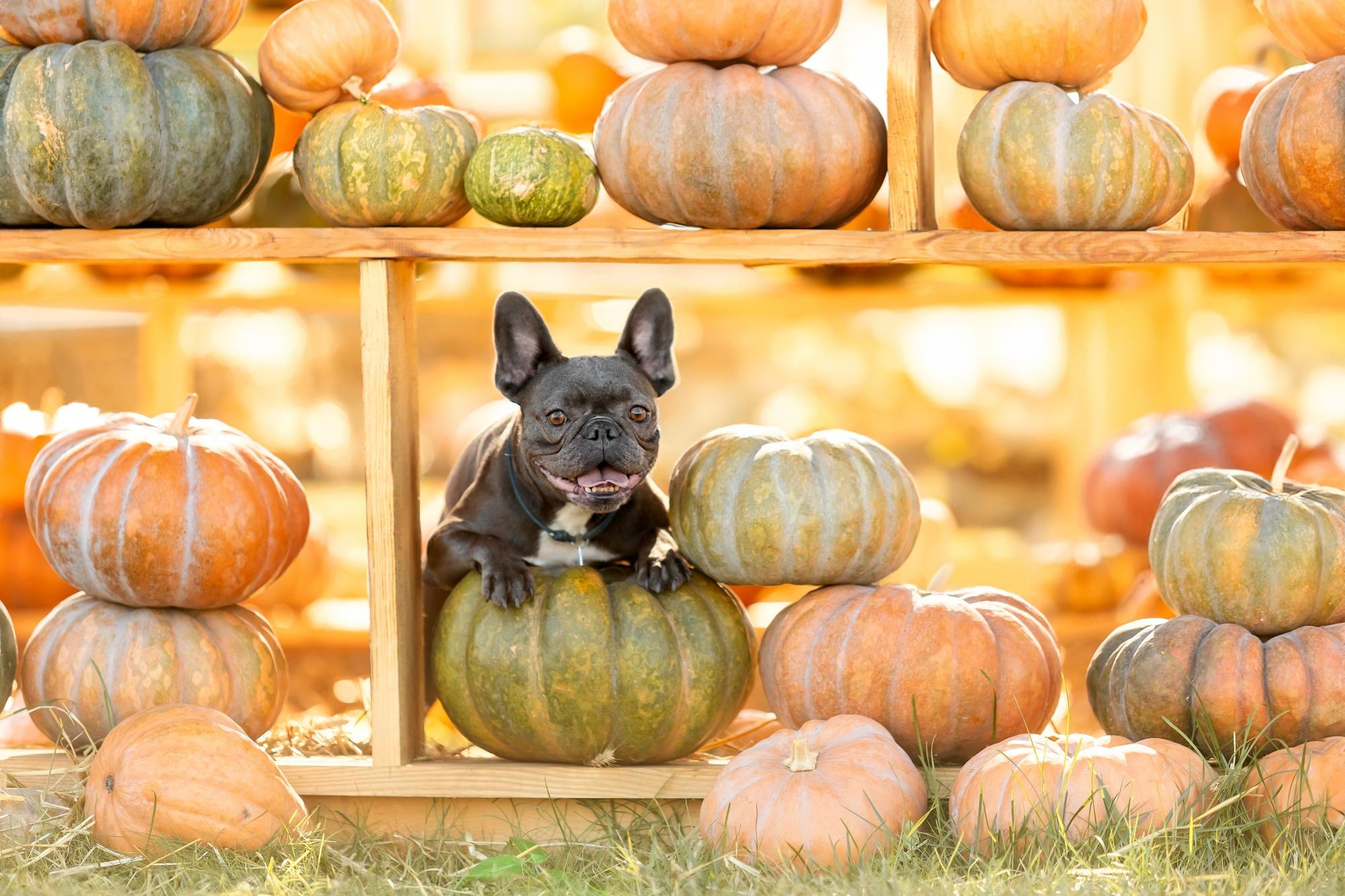 489. AI-can-dogs-eat-pumpkin-1