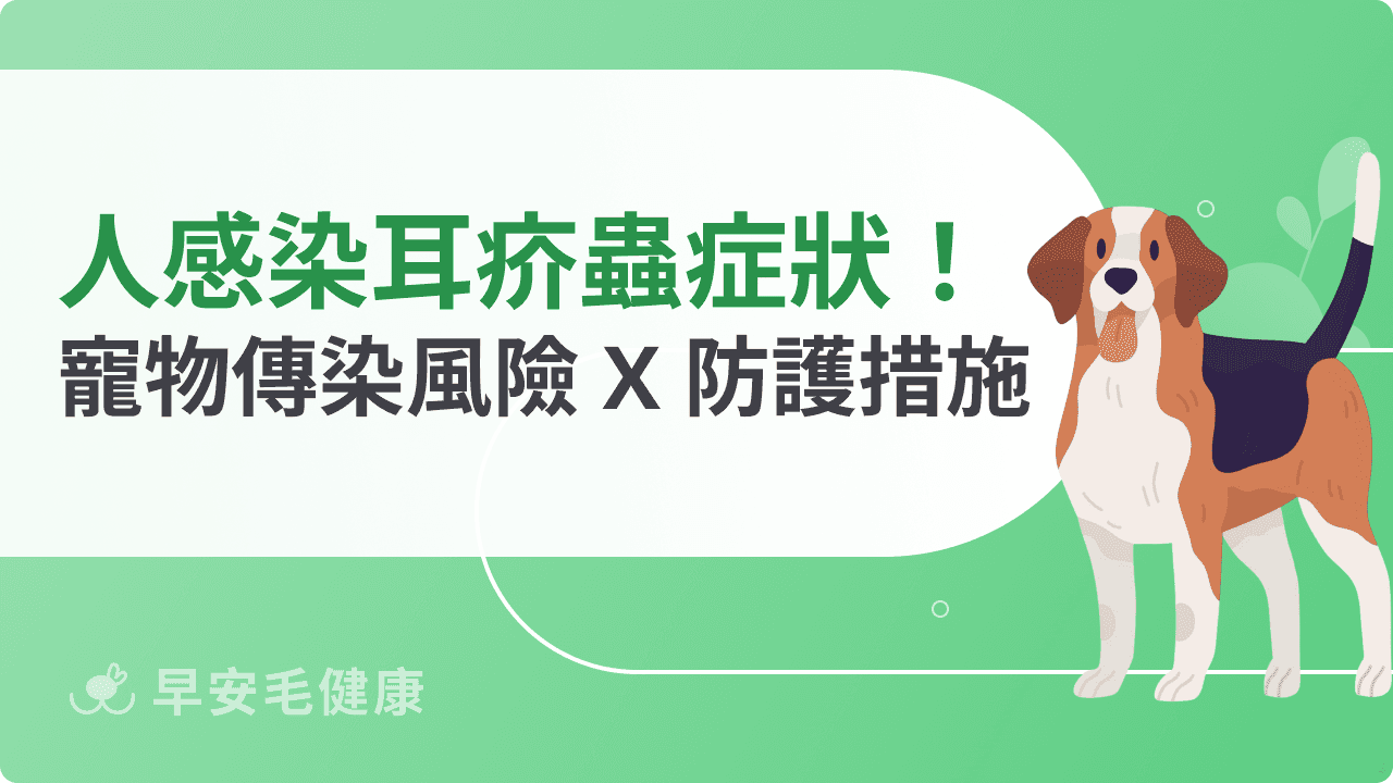 人感染耳疥蟲症狀有哪些？從寵物傳染風險到必做的防護措施說明
