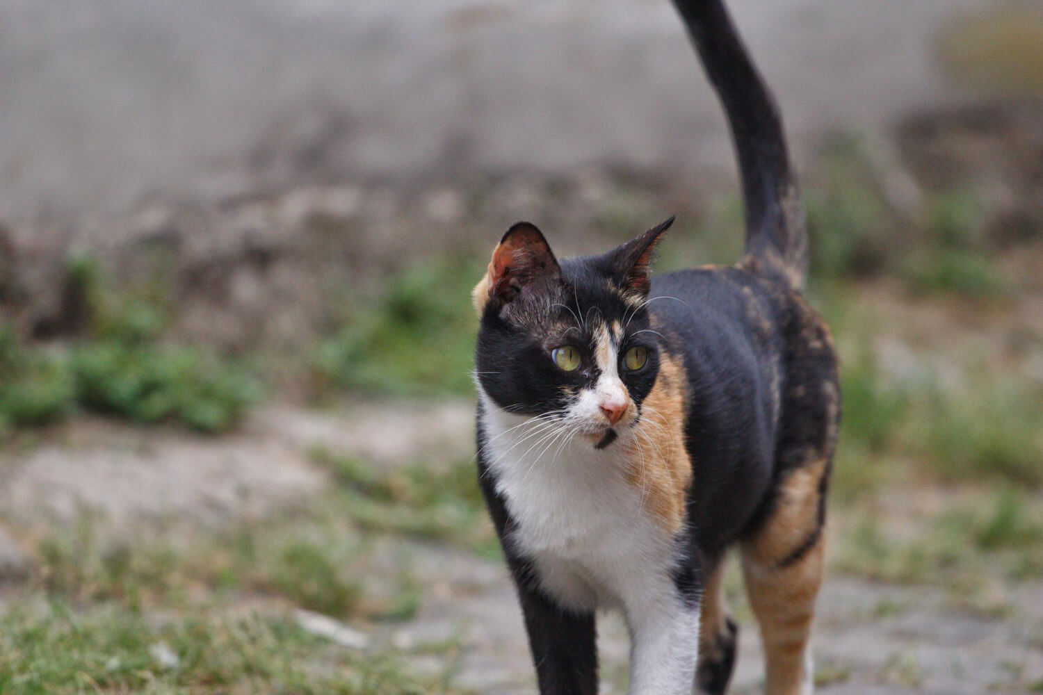 三花貓或玳瑁加白