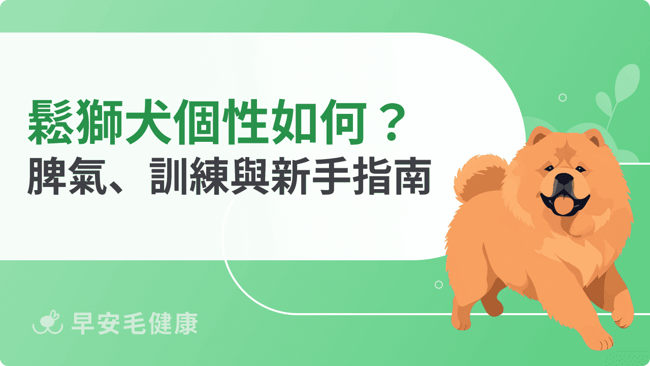 鬆獅犬個性難帶嗎？脾氣、社會化技巧與新手飼主指南