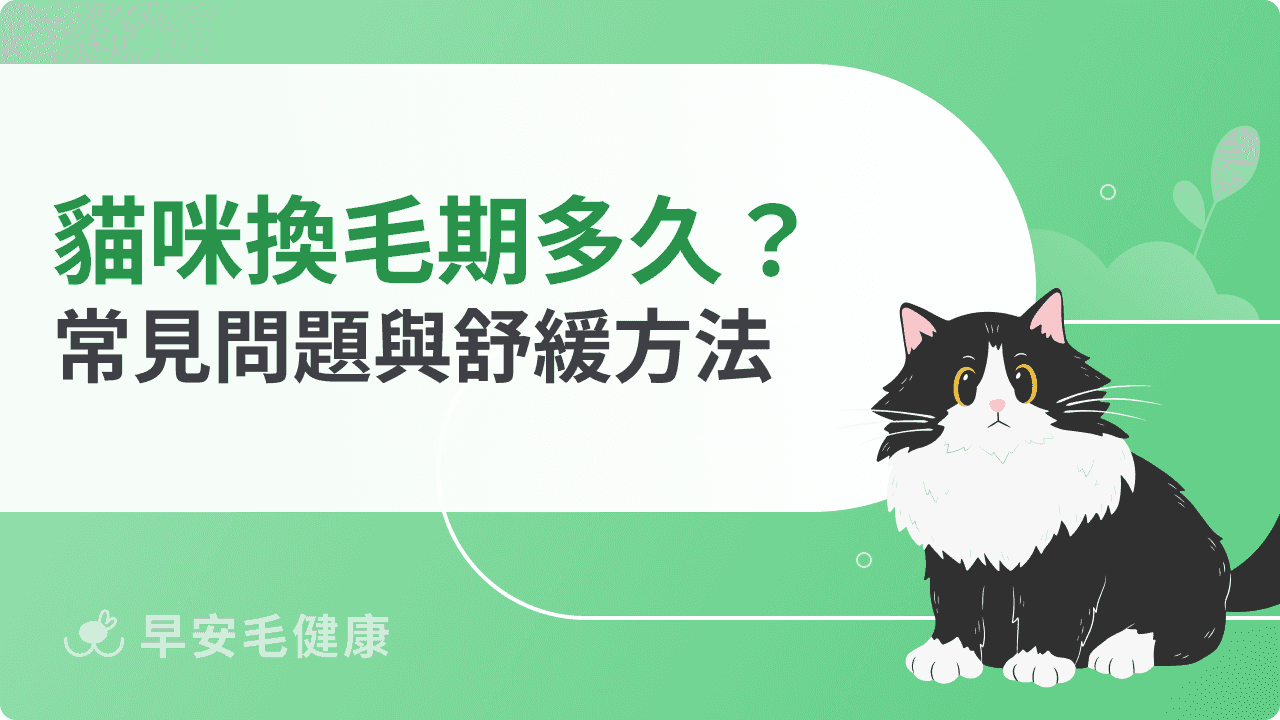 貓咪換毛期多久？掉毛時間、常見問題與舒緩方法