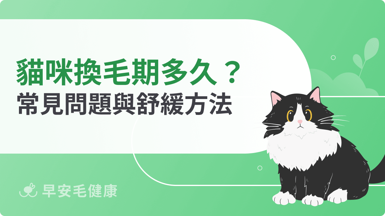 貓咪換毛期多久？掉毛時間、常見問題與舒緩方法
