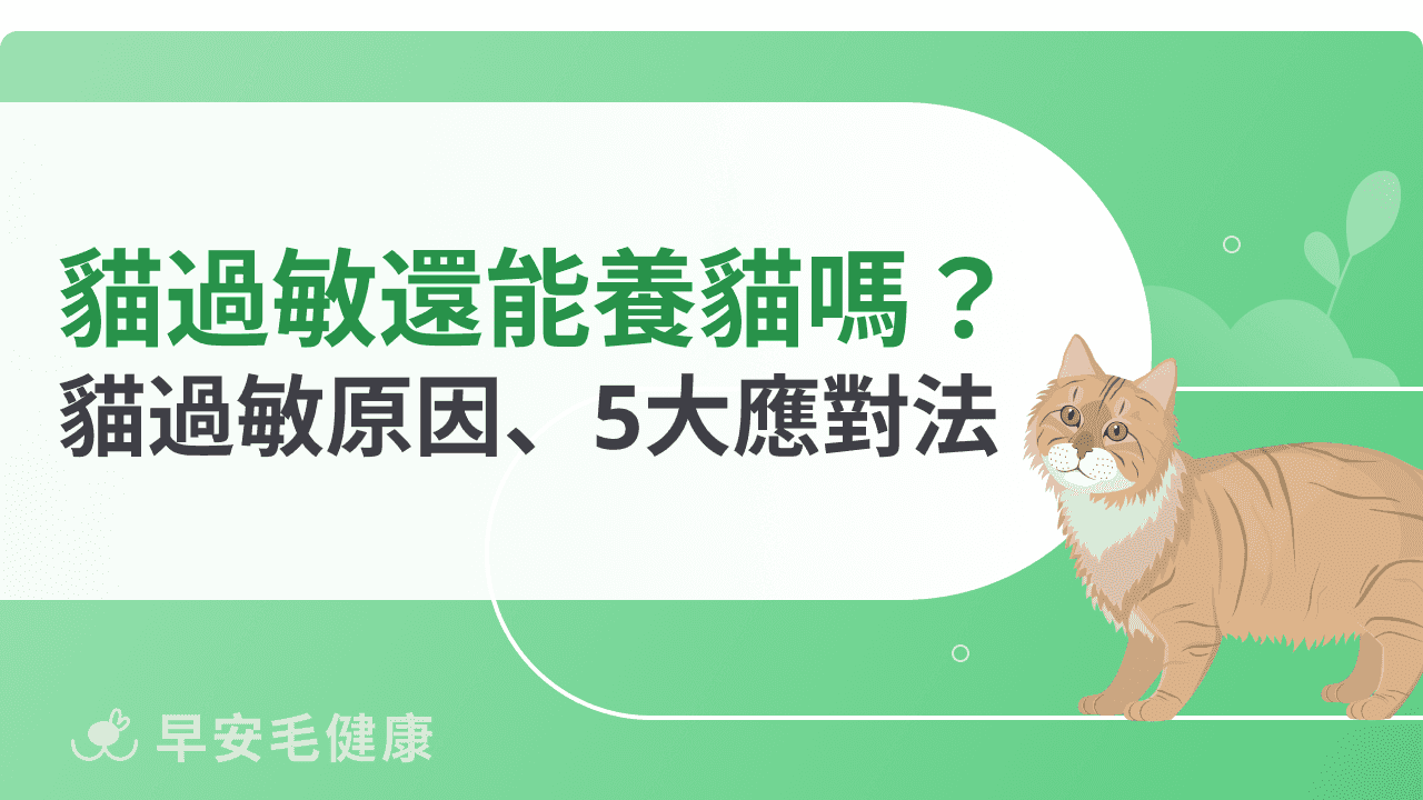對貓過敏又想養貓？過敏族必看潛在原因＋應對方法！