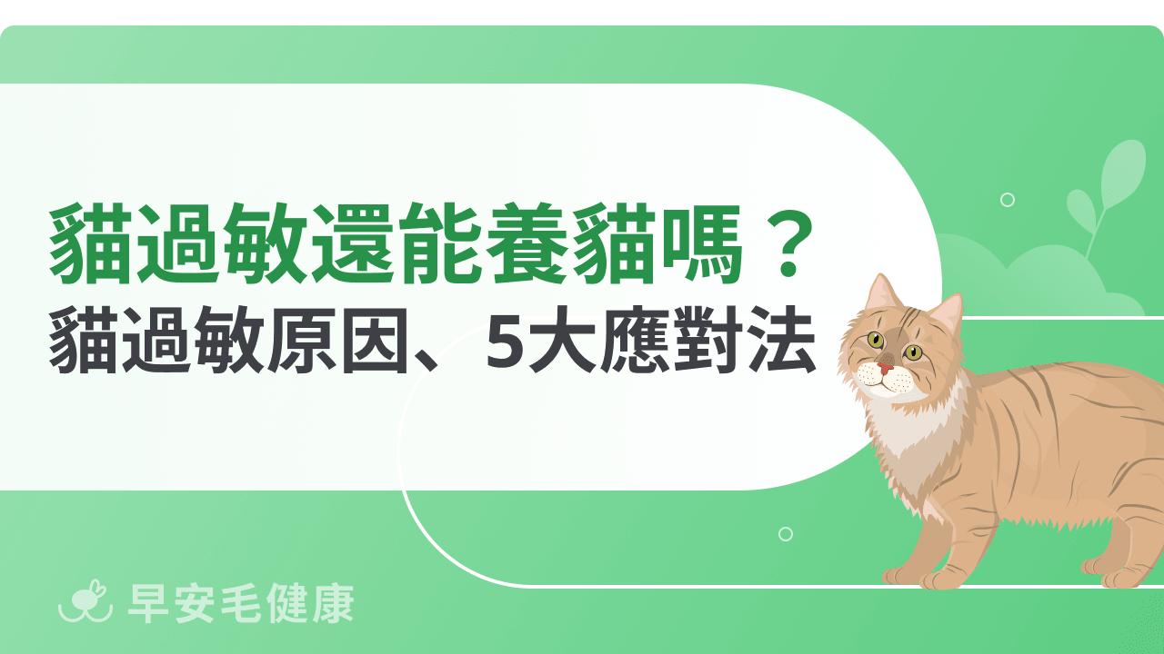 對貓過敏又想養貓？過敏族必看潛在原因＋應對方法！