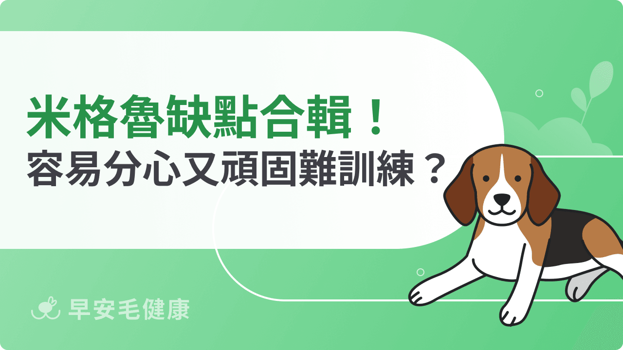 米格魯缺點合輯！容易分心又頑固難訓練？飼養前必讀建議