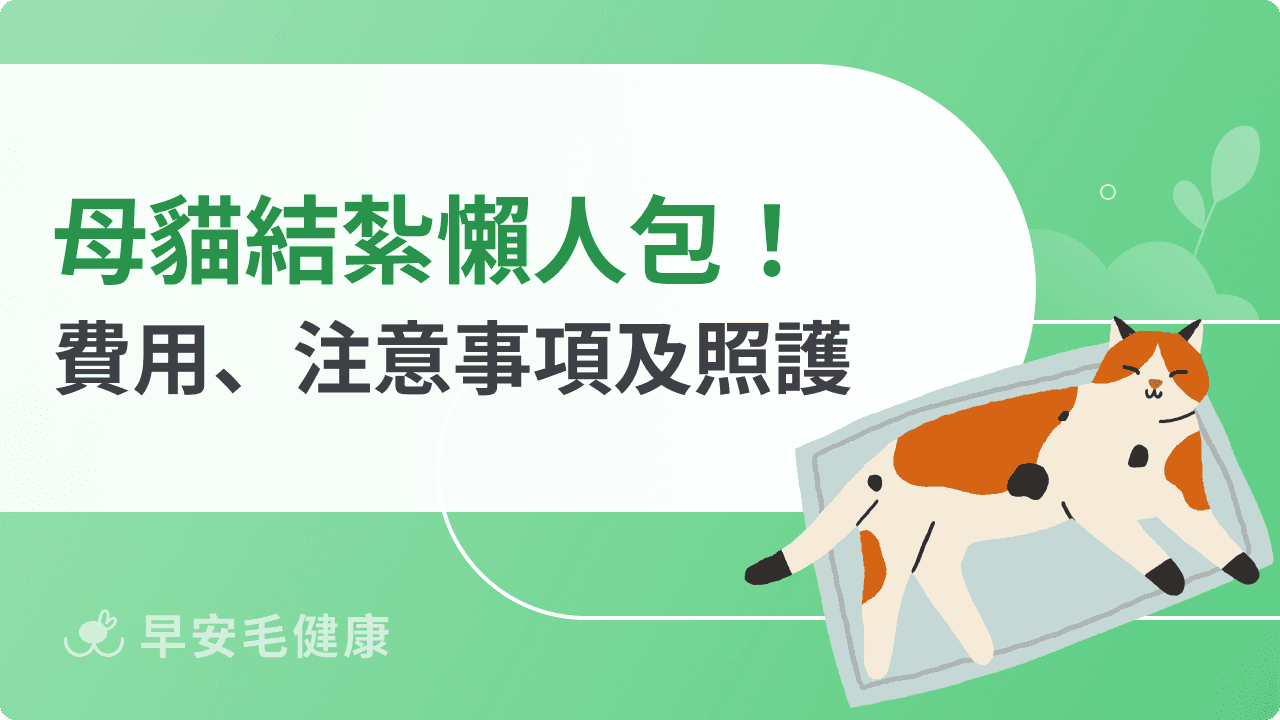 母貓結紮費用、恢復時間、傷口大小與術後照護全攻略