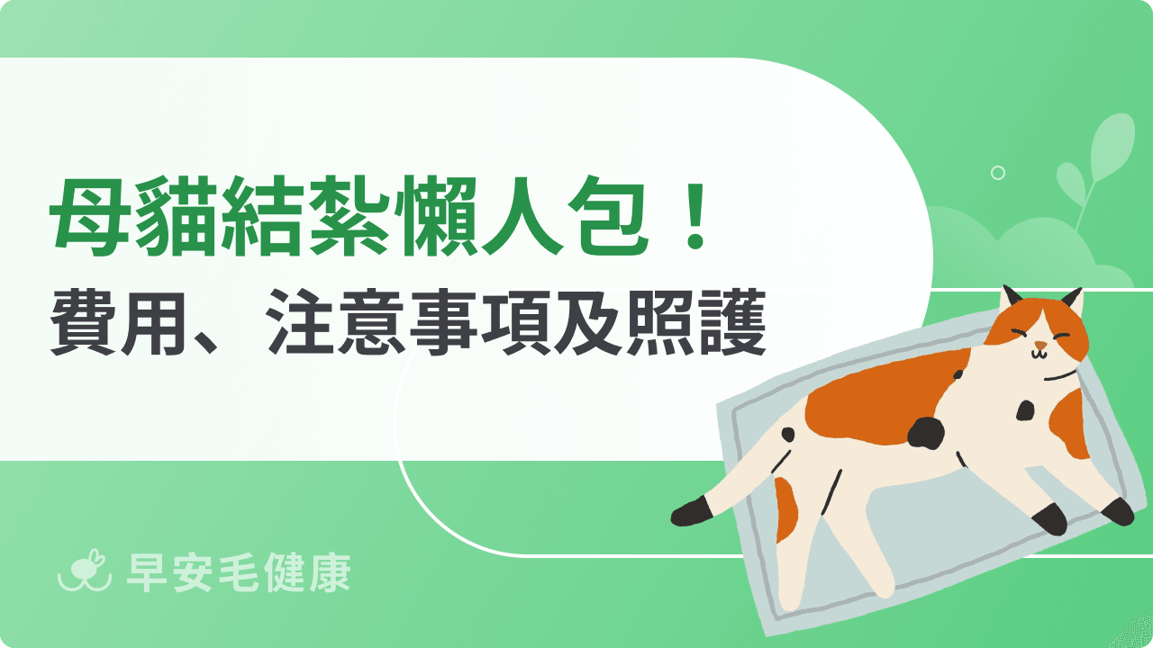 母貓結紮費用、恢復時間、傷口大小與術後照護全攻略