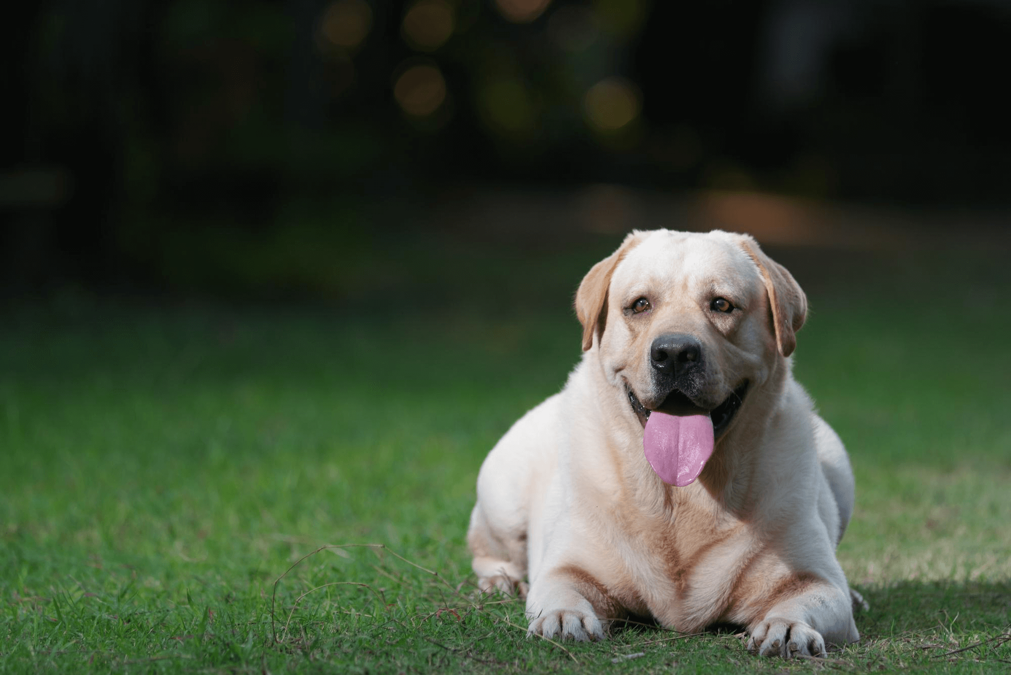 393. AI - labrador-price-1