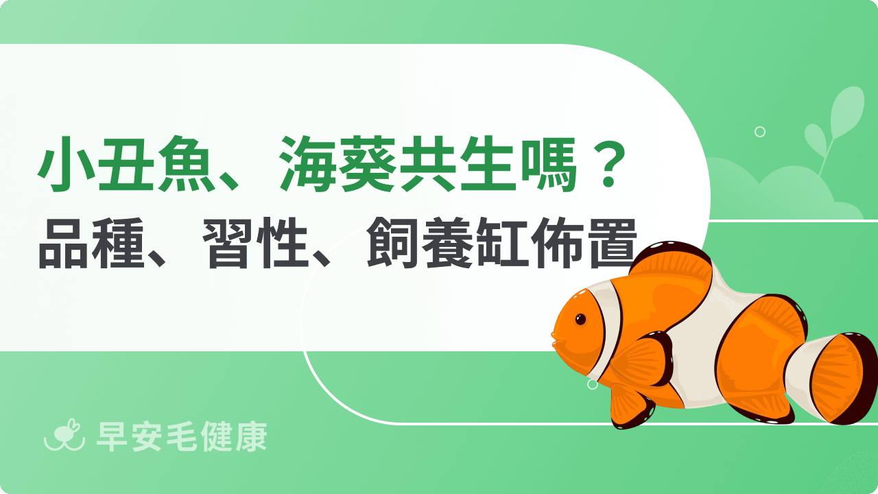 小丑魚「尼莫」可以養嗎？小丑魚種類、價格與養缸佈置指南