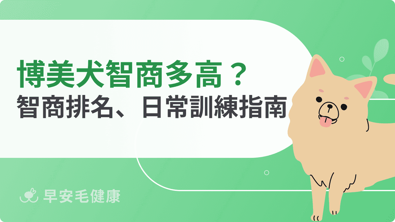 博美犬智商多高？該如何發揮？從排名到日常訓練一篇搞懂