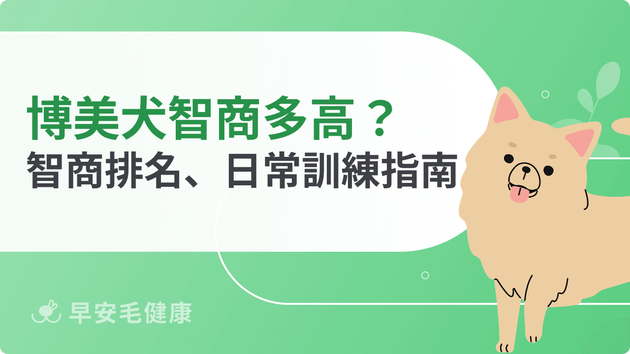 博美犬智商多高？該如何發揮？從排名到日常訓練一篇搞懂