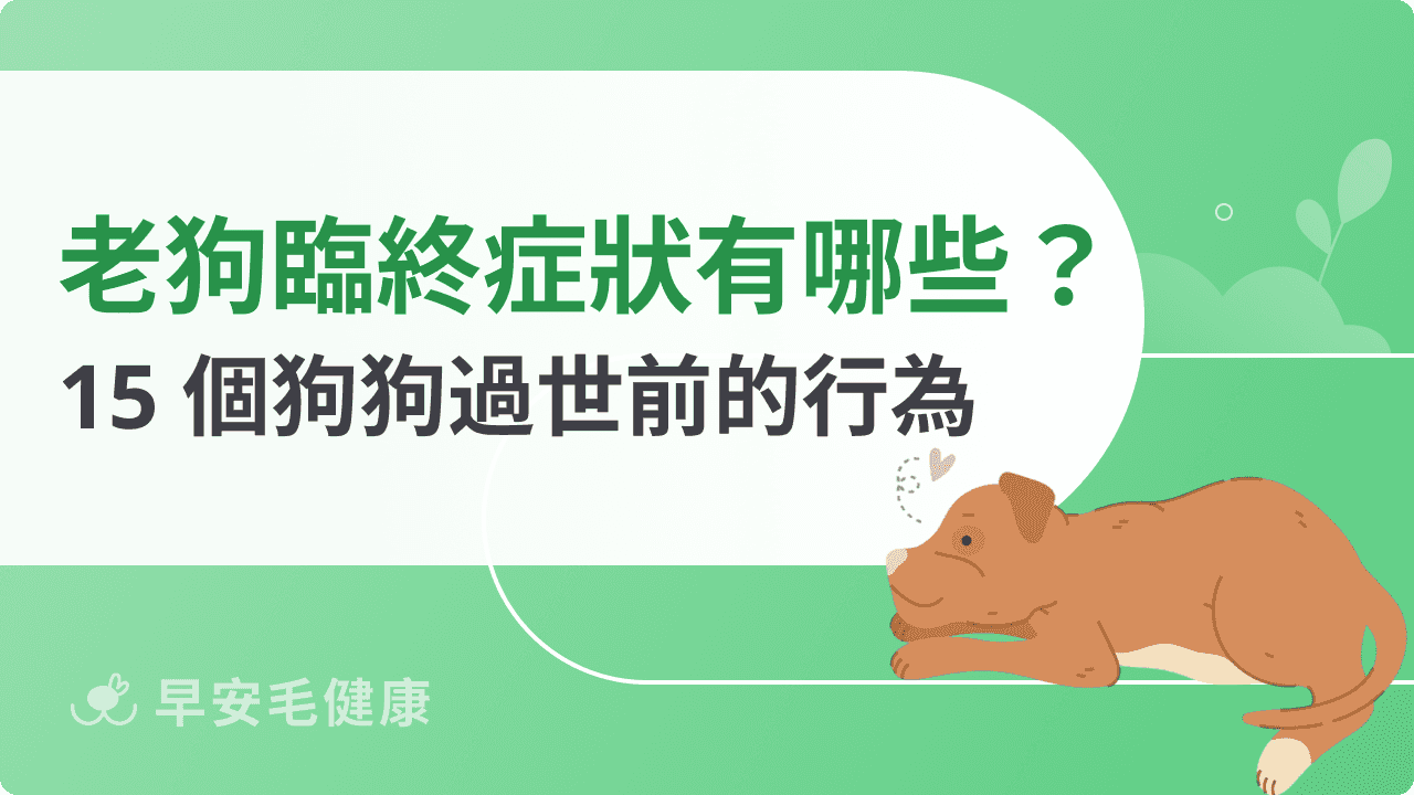 狗狗知道自己要死了嗎？老狗臨終前15大症狀，陪伴狗狗走最後一程