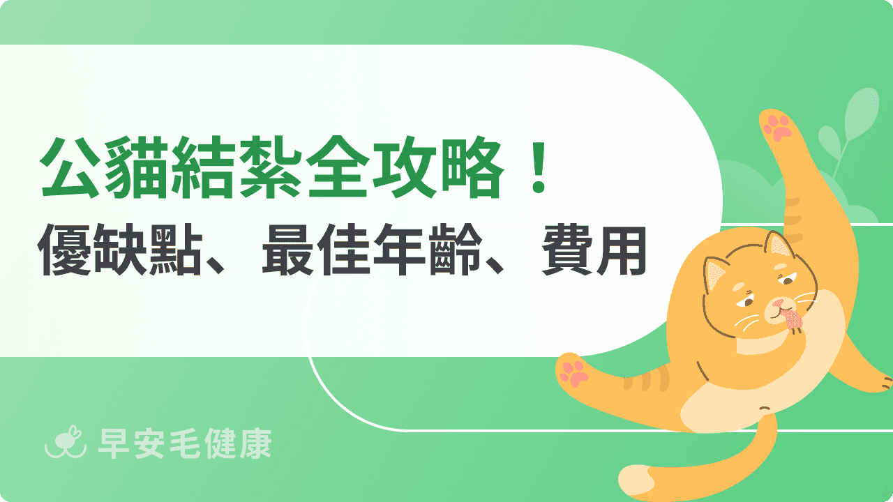 公貓結紮全攻略：費用、優缺點、年齡、恢復時間整理
