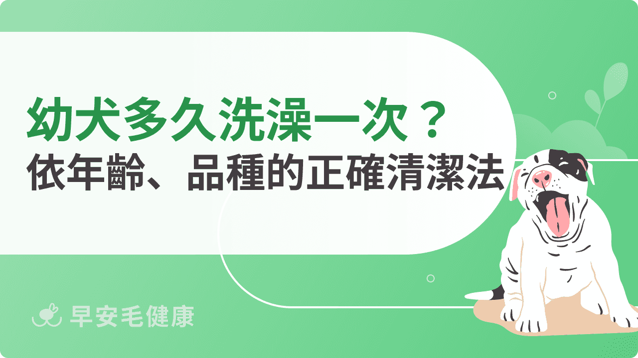 幼犬多久洗澡一次？依年齡、品種、狀況正確清潔法