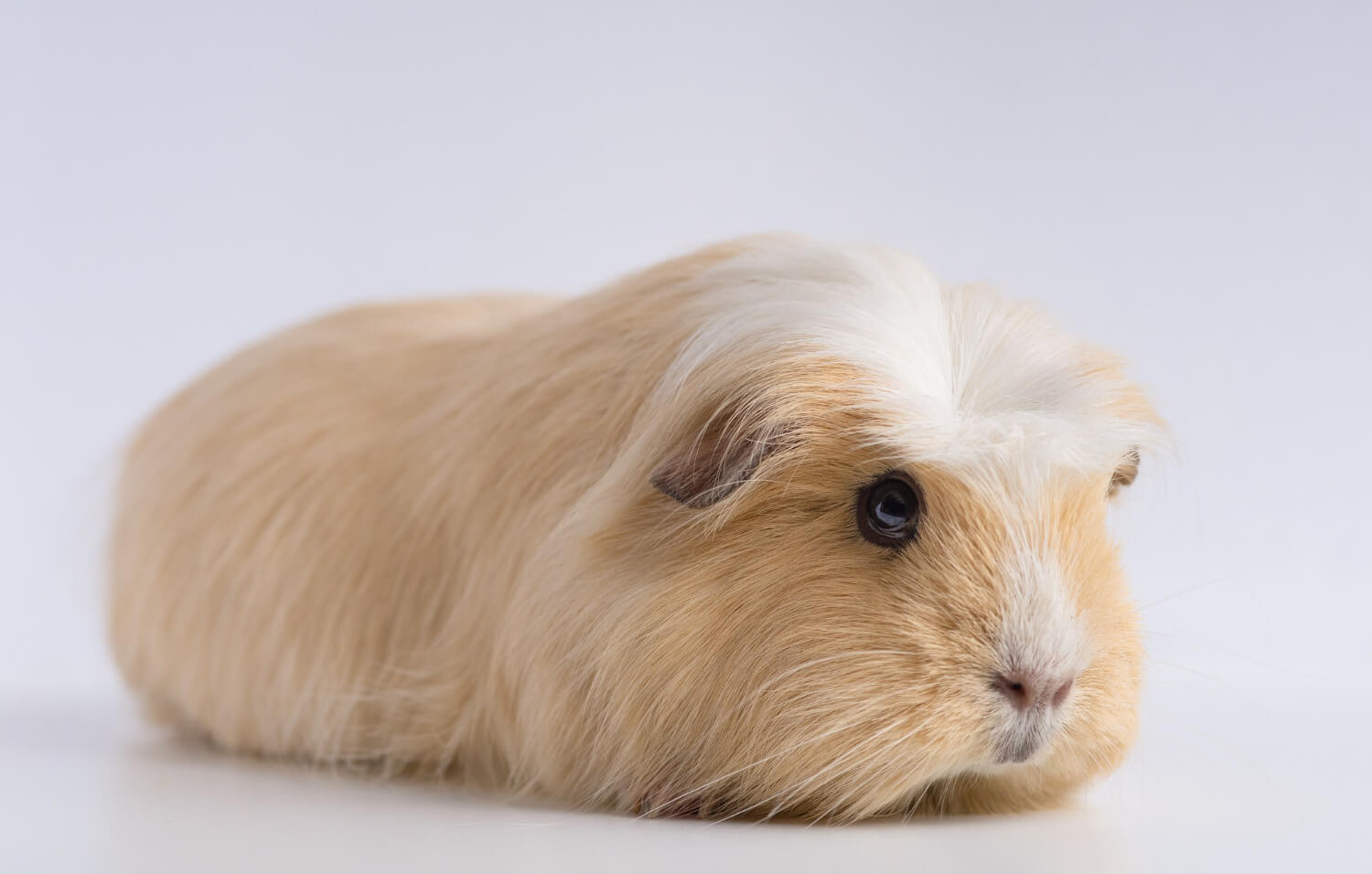 53. guinea-pig-guide-4