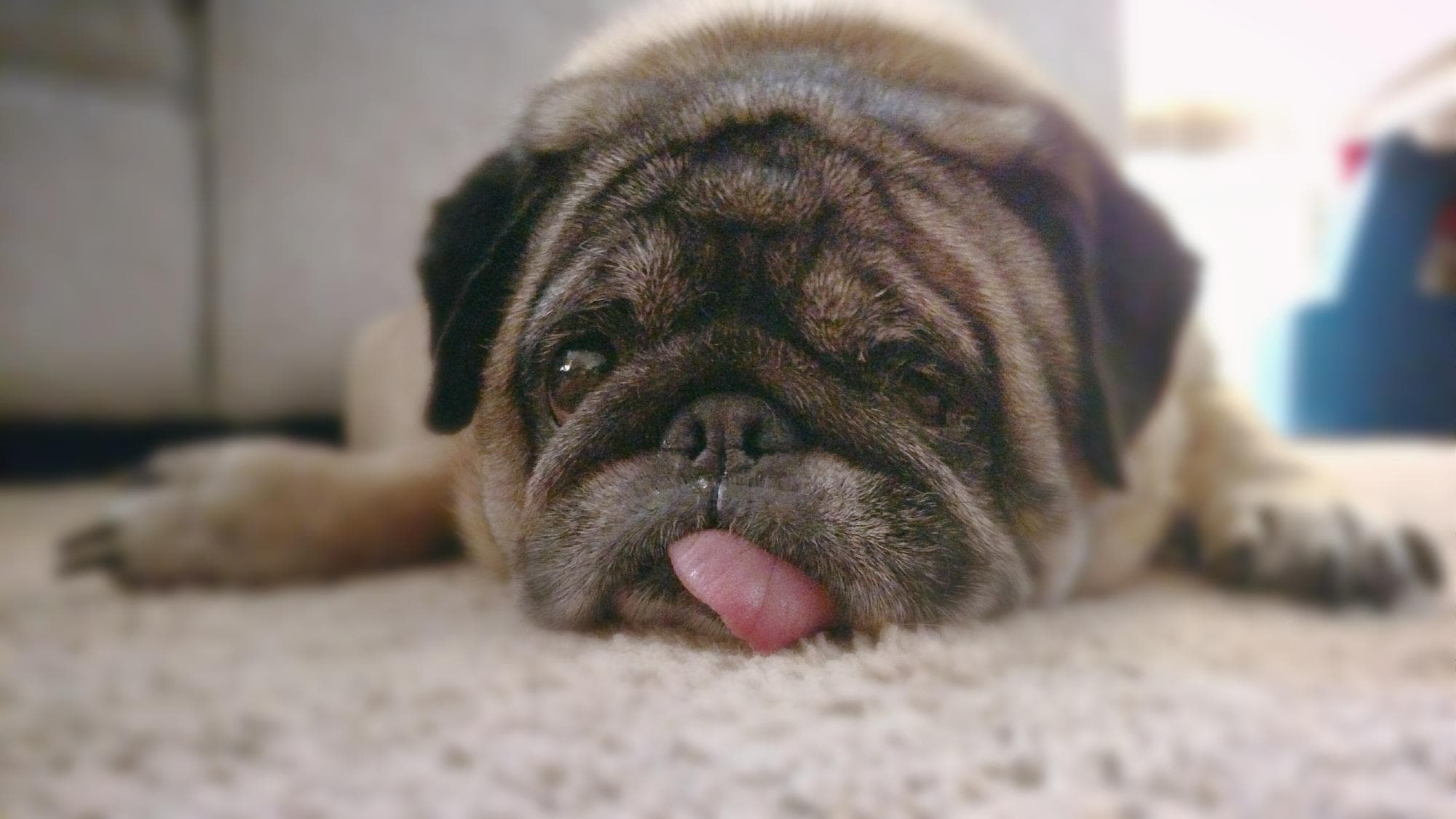 巴哥犬伸出舌頭趴在地上