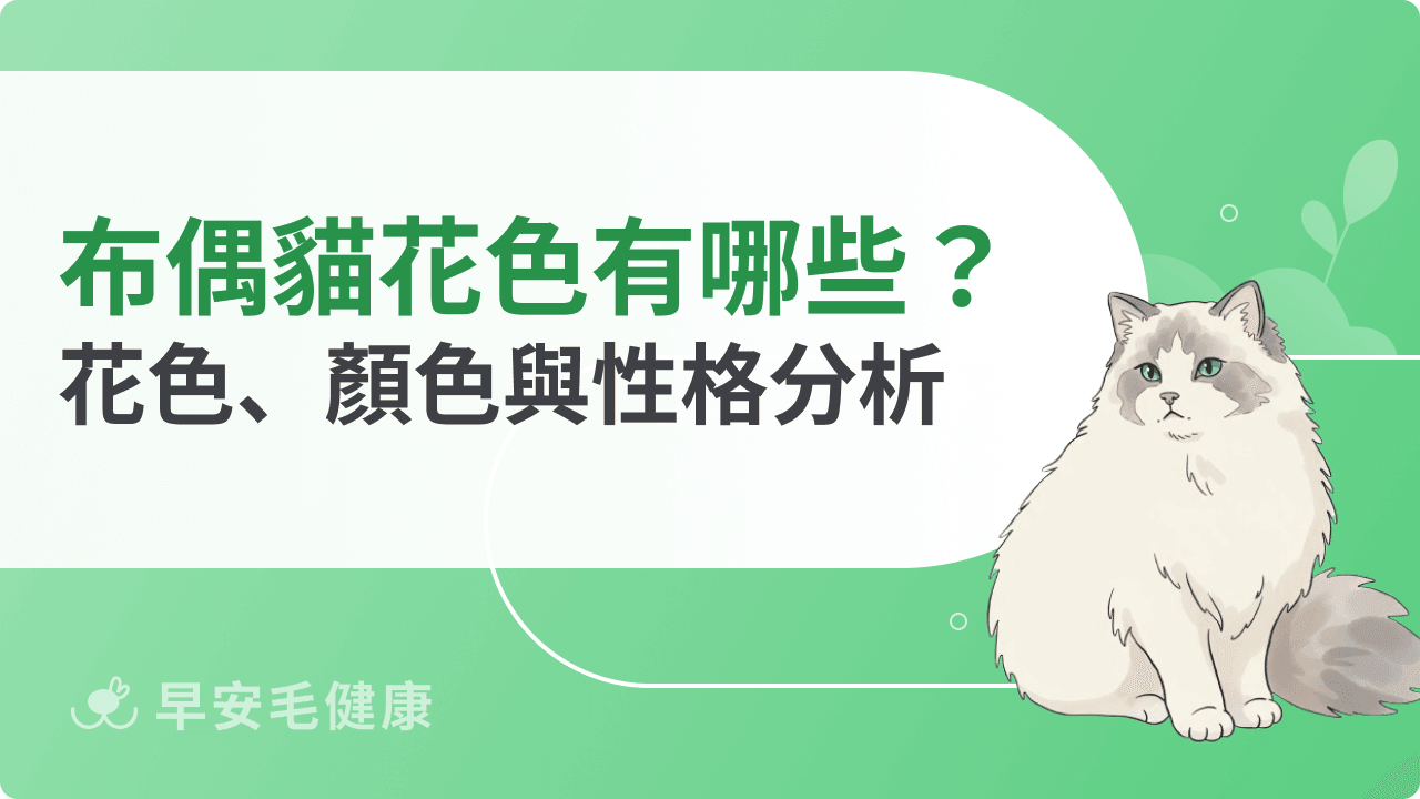 布偶貓花色有哪些？布偶貓花色、顏色與性格分析