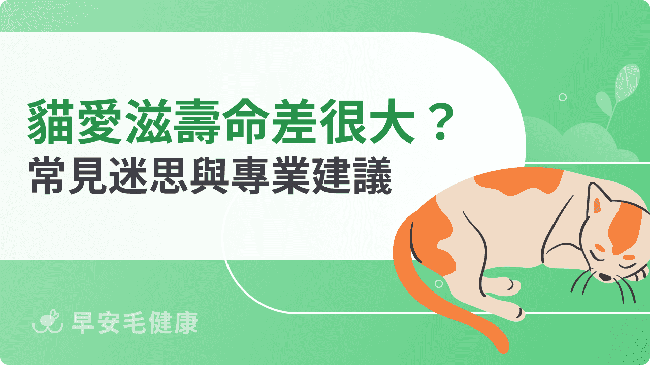 貓愛滋壽命差很大？影響長短的常見迷思與專業建議