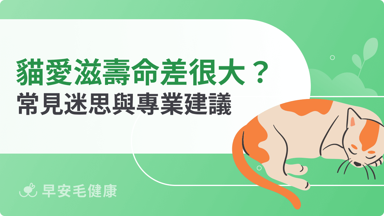 貓愛滋壽命差很大?影響長短的常見迷思與專業建議