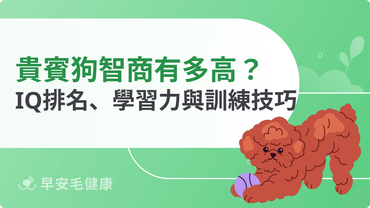 貴賓狗智商有多高?IQ排名、學習能力與訓練技巧解析