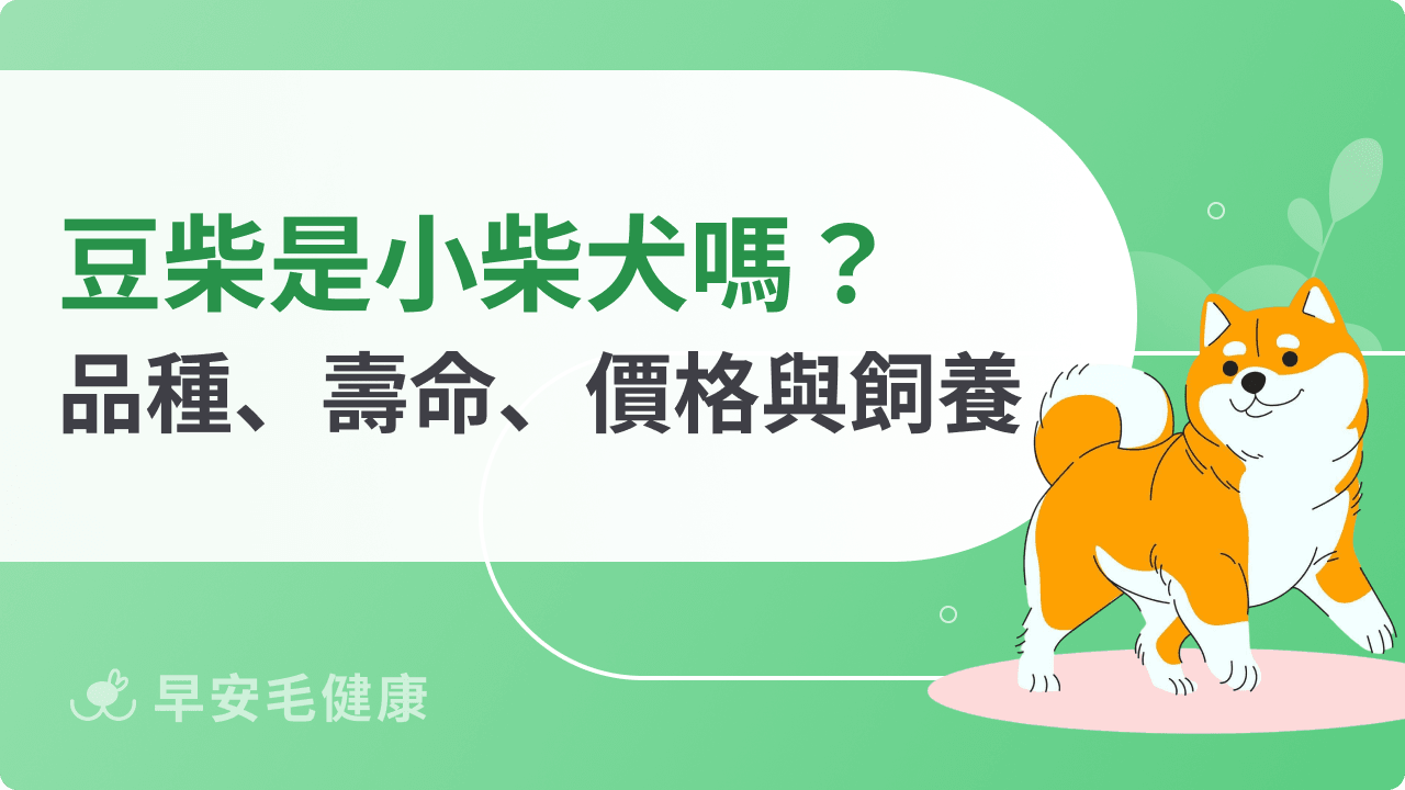 豆柴是小柴犬嗎？揭秘豆柴壽命、大小與真實飼養缺點
