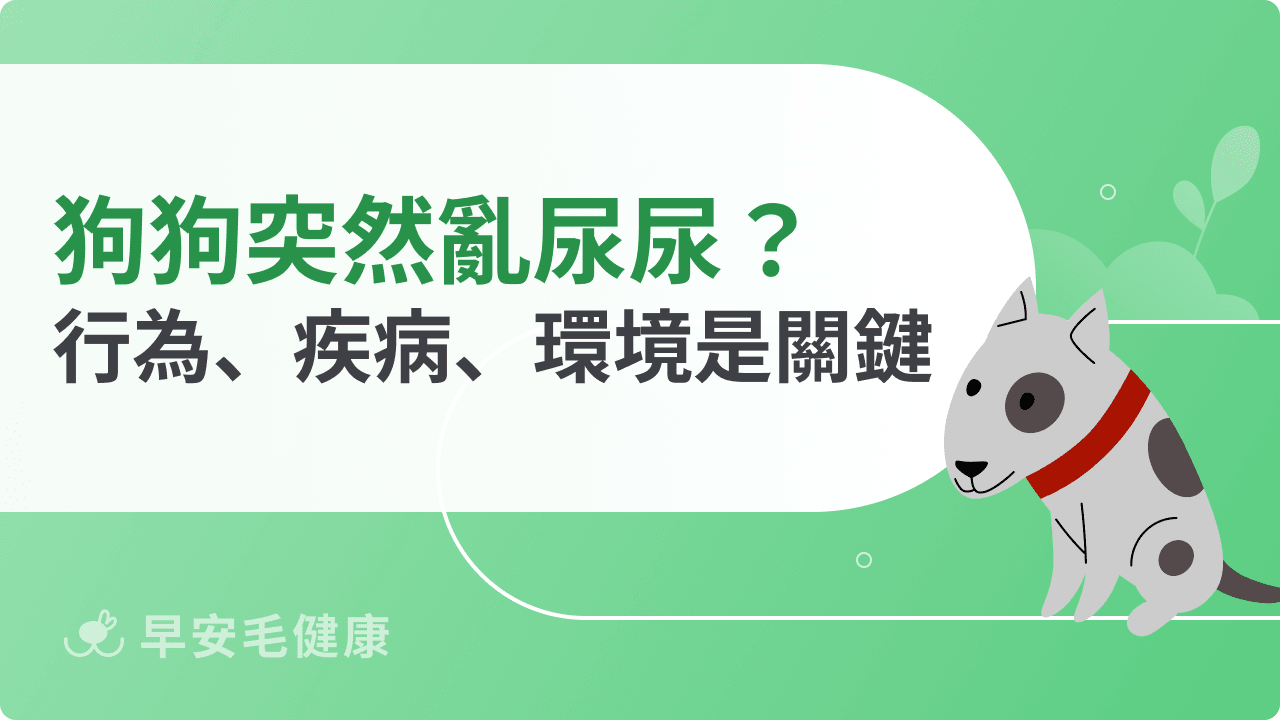 狗狗突然亂尿尿別急著責罵!行為、疾病、環境變化可能是關鍵