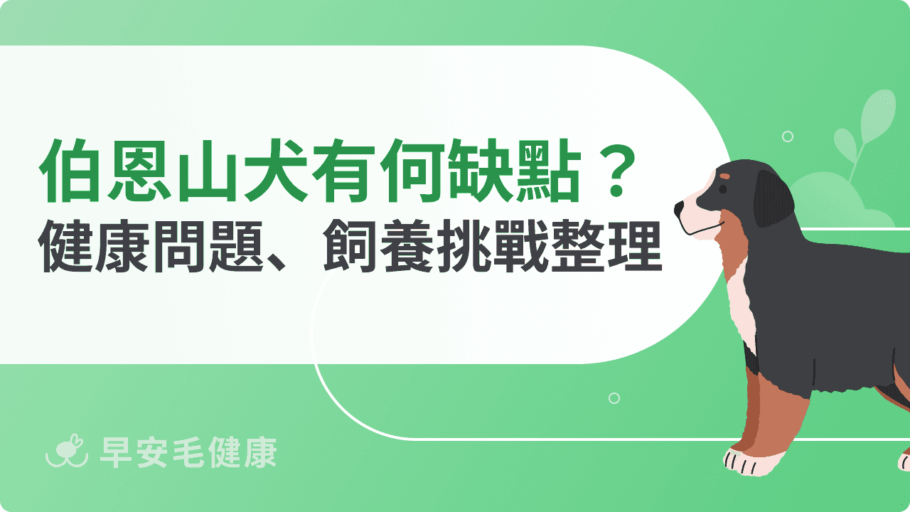 伯恩山犬缺點有哪些？常見健康問題與飼養挑戰整理
