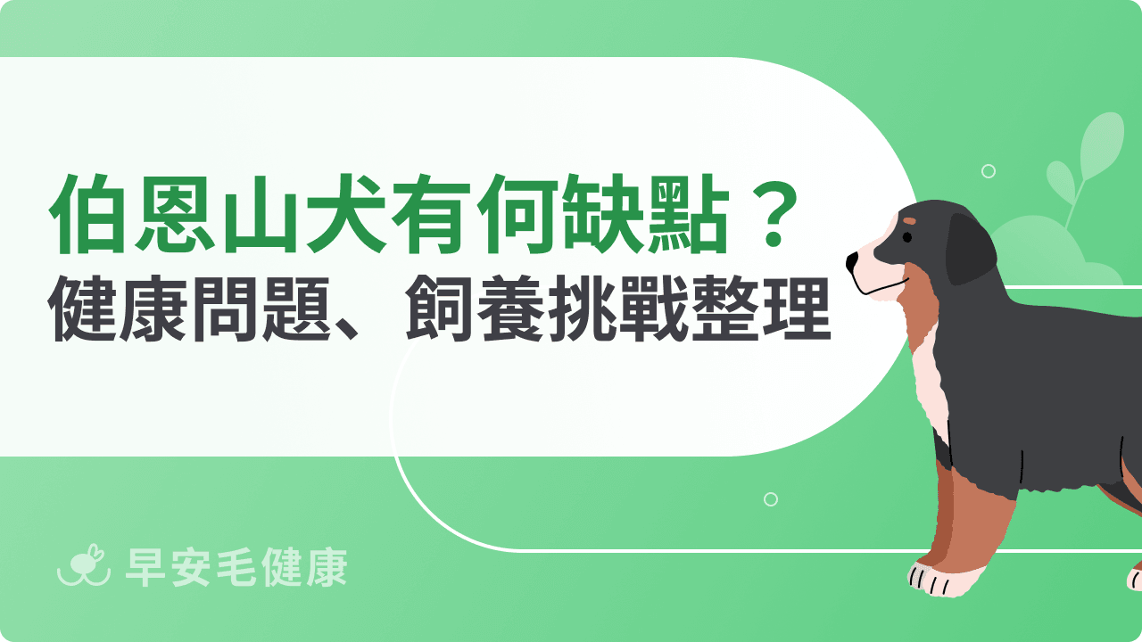 伯恩山犬缺點有哪些？常見健康問題與飼養挑戰整理