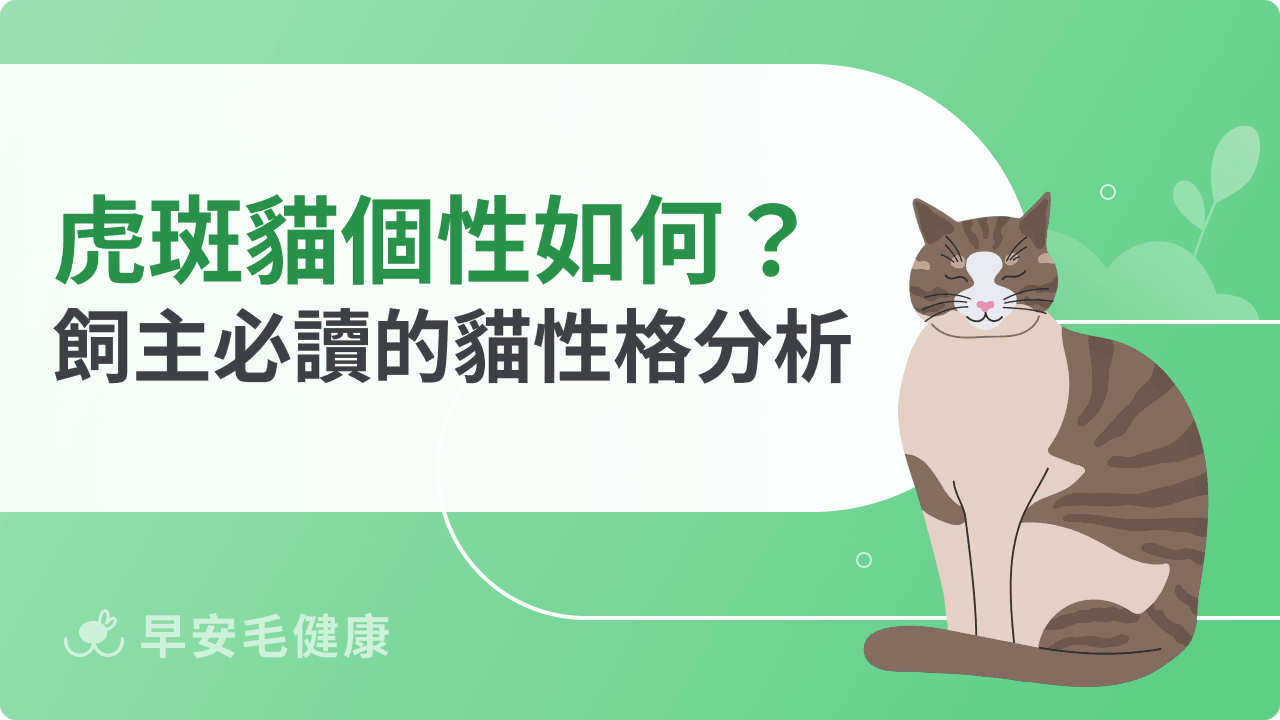 虎斑貓個性探索：活潑好動還是安靜內向？飼主必讀的性格分析