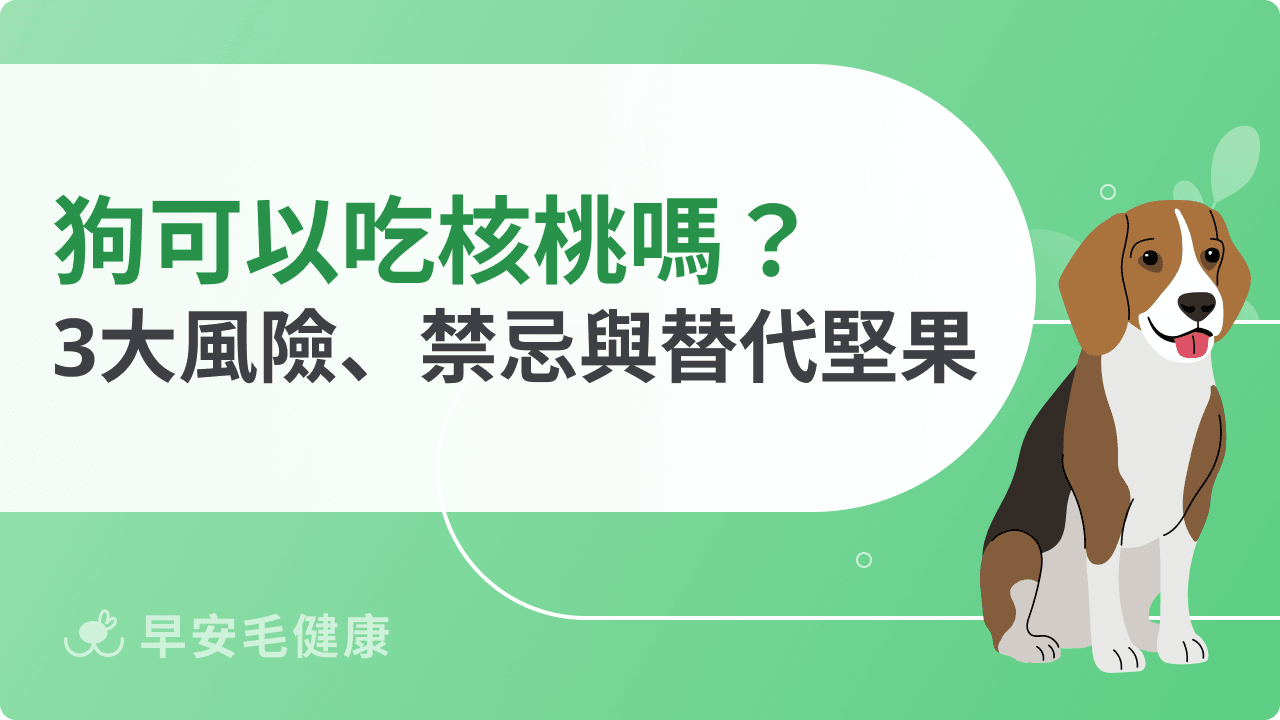 狗可以吃核桃嗎？毒性風險、餵食禁忌、替代堅果飼主不可不知！