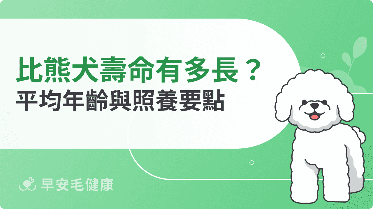 比熊犬壽命有多長？平均年齡與飼主必知的照養要點