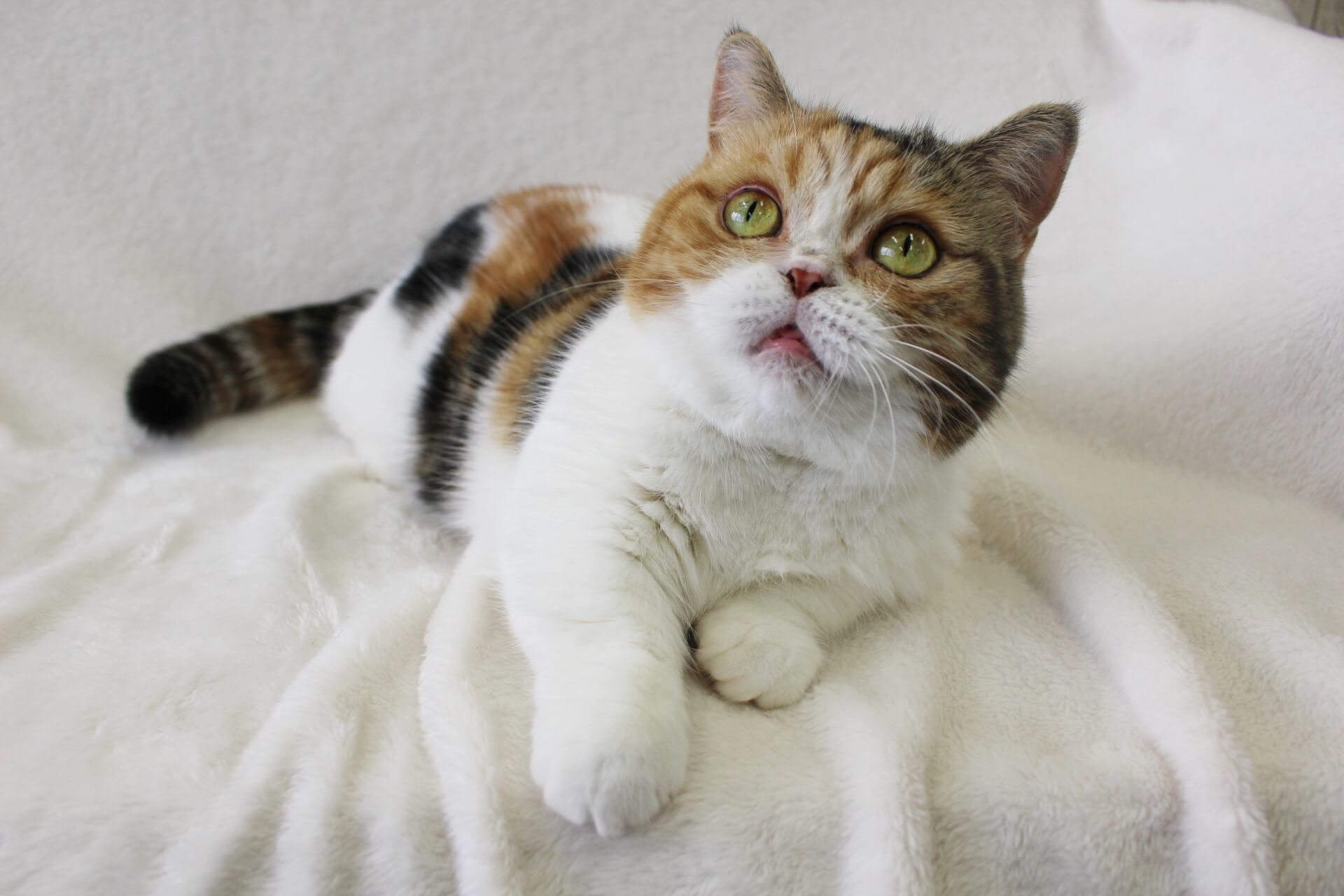 232. AI - munchkin-disease-1