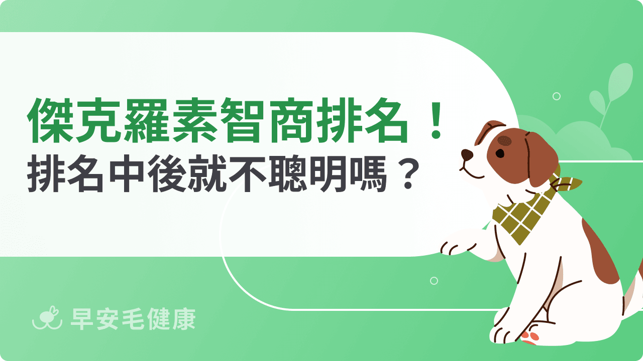 傑克羅素梗智商揭密！排名中後班就表示不聰明嗎？
