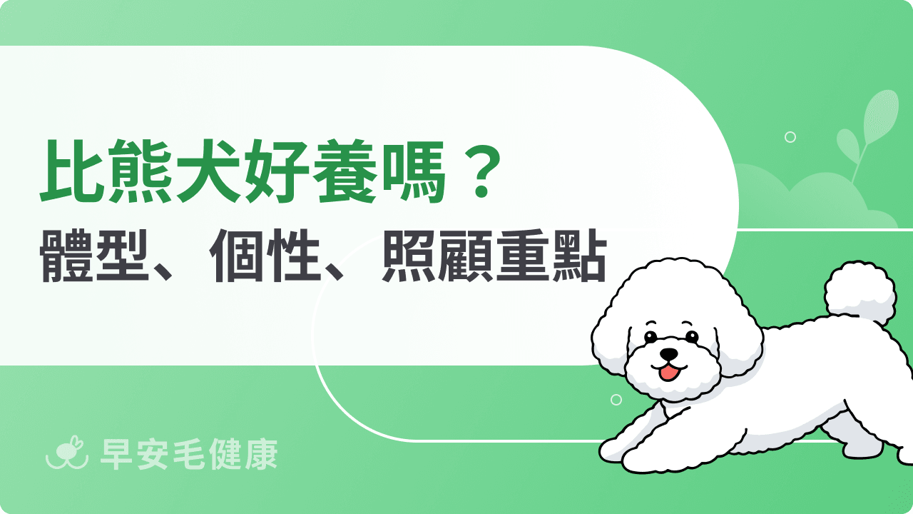比熊犬好養嗎？比熊犬缺點、體型、個性、常見疾病整理