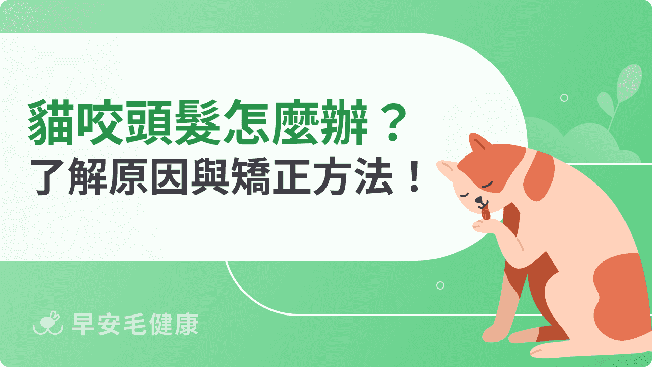 貓咬頭髮怎麼辦？了解原因與矯正方法！