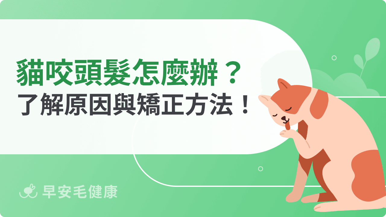 貓咬頭髮怎麼辦？了解原因與矯正方法！