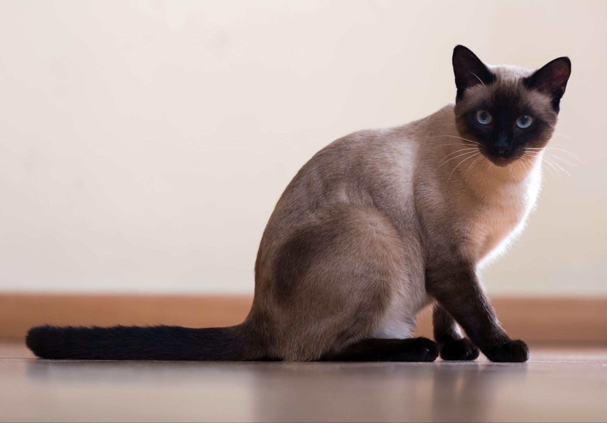 209. AI - siamese-cat-price-1