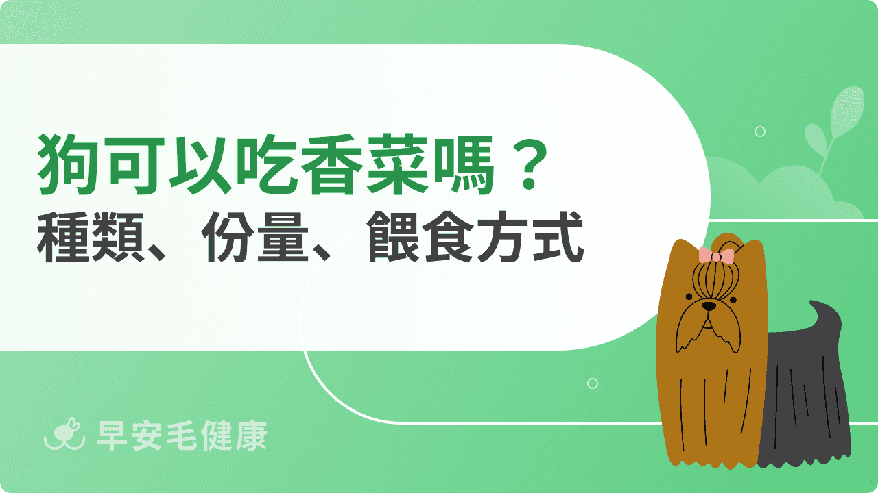 狗可以吃香菜嗎？營養價值、注意事項與餵食﻿方式全攻略