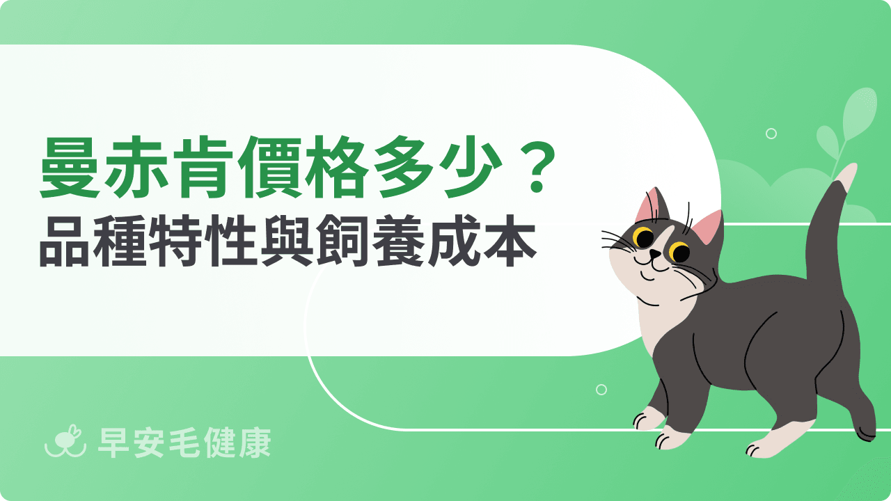 曼赤肯價格多少合理？品種特性與飼養成本解析