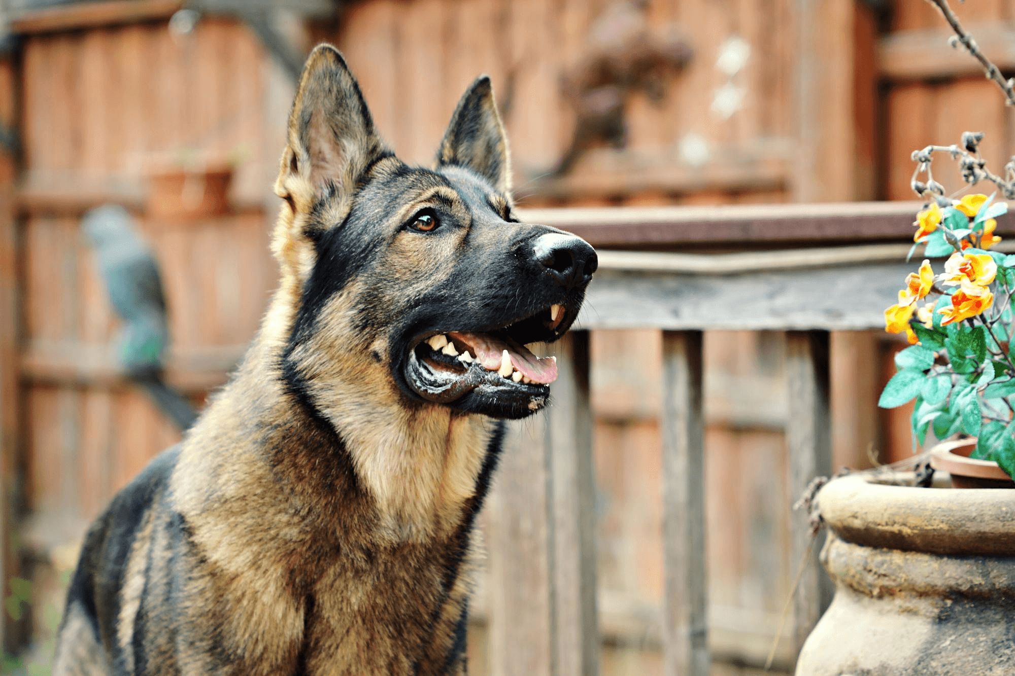 370. AI - german-shepherd-price-1