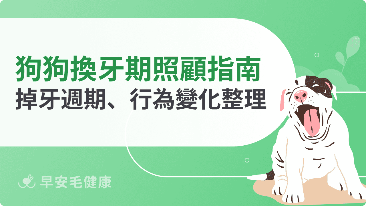 狗狗換牙期照顧指南：掉牙週期、行為變化、注意事項統整