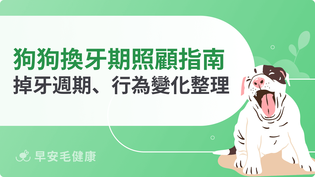 狗狗換牙期照顧指南：掉牙週期、行為變化、注意事項統整
