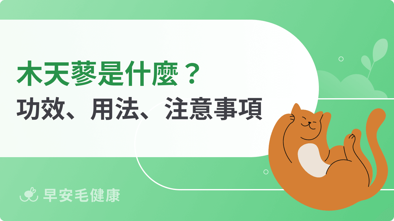 木天蓼幼貓可以吃嗎？木天蓼副作用、延伸產品一次看