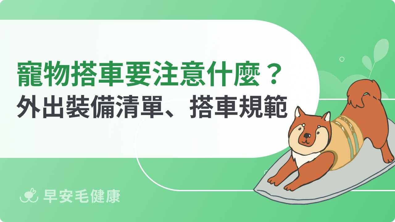 寵物搭車要注意什麼？外出必備裝備與飼主注意事項