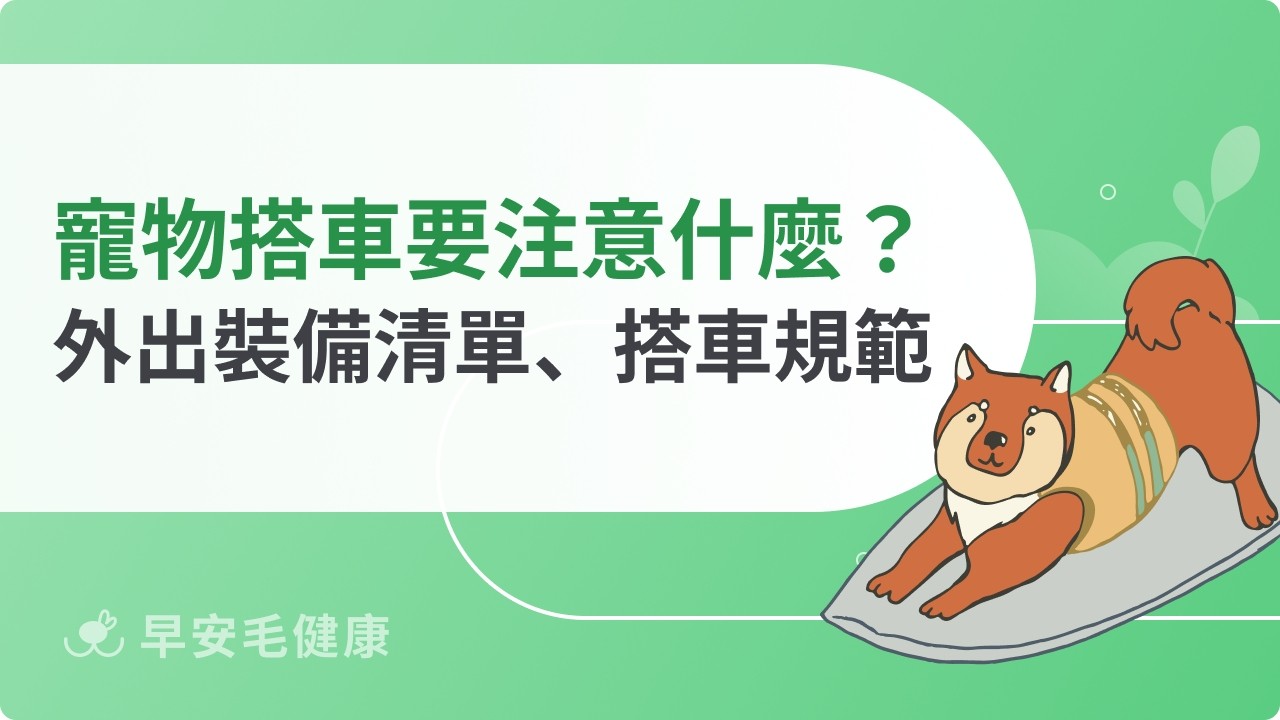 寵物搭車要注意什麼？外出必備裝備與飼主注意事項