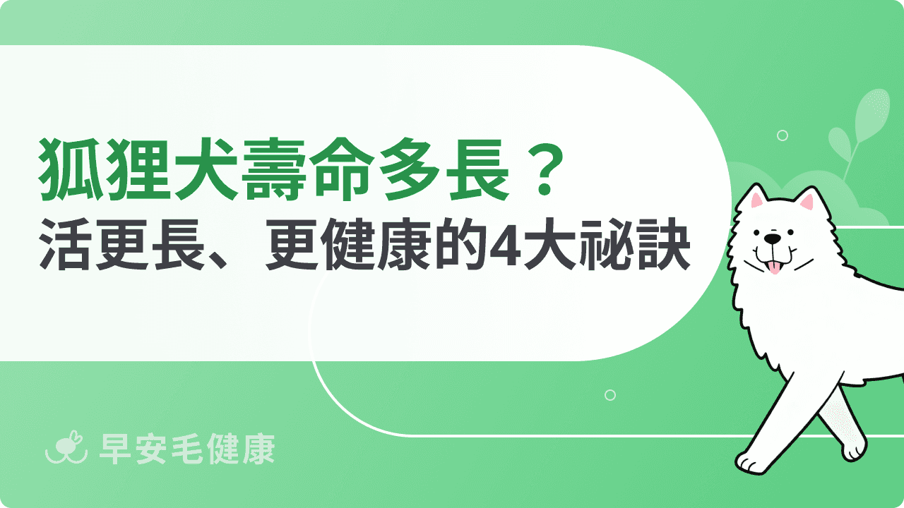 狐狸犬壽命多長？掌握毛孩活得更長、更健康的4大祕訣