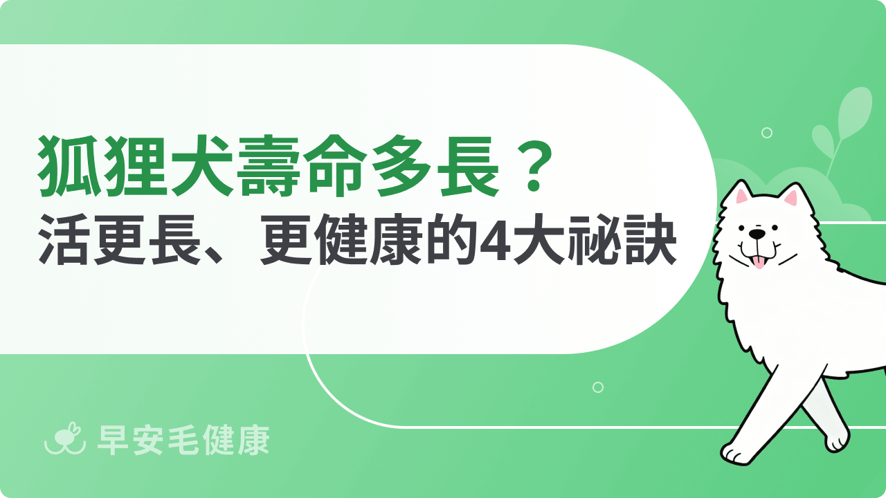 狐狸犬壽命多長？掌握毛孩活得更長、更健康的4大祕訣